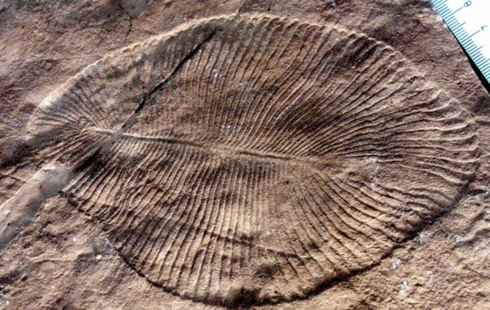 Rønninge Fossilklub